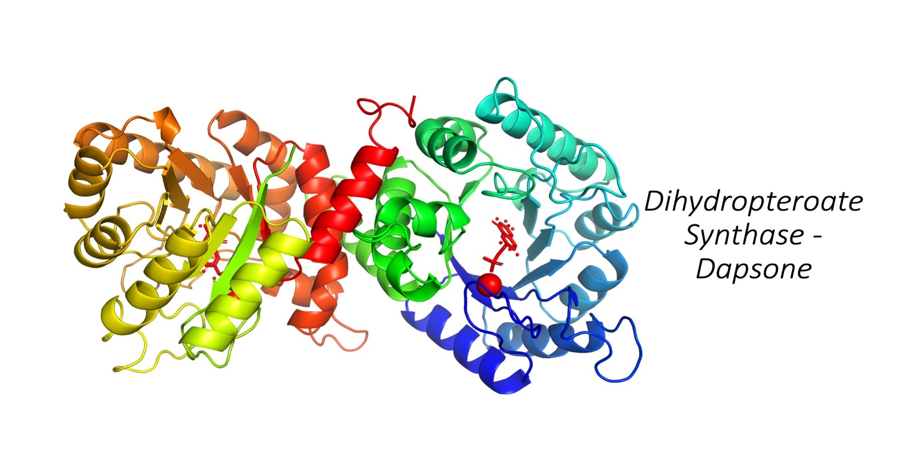Structure of dihydropteroate synthase (DHPS), the target of dapsone