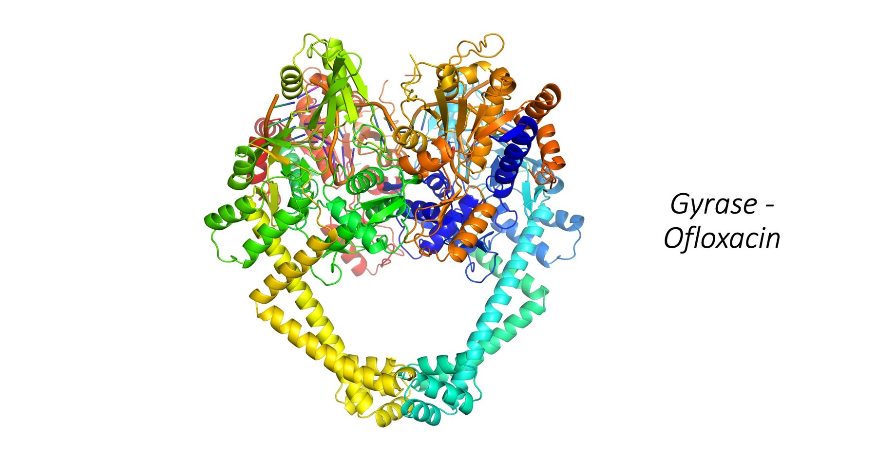 Structure of DNA gyrase (GYR), the target of ofloxacin