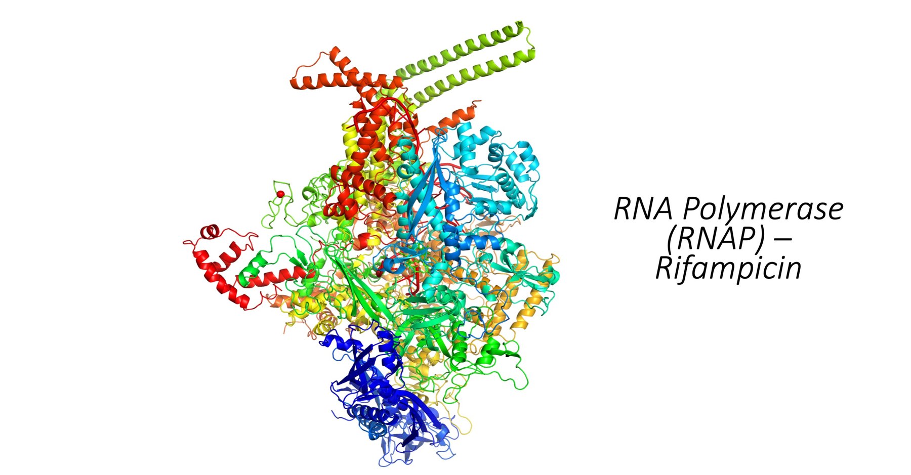 Structure of RNA polymerase (RNAP), the target of rifampicin